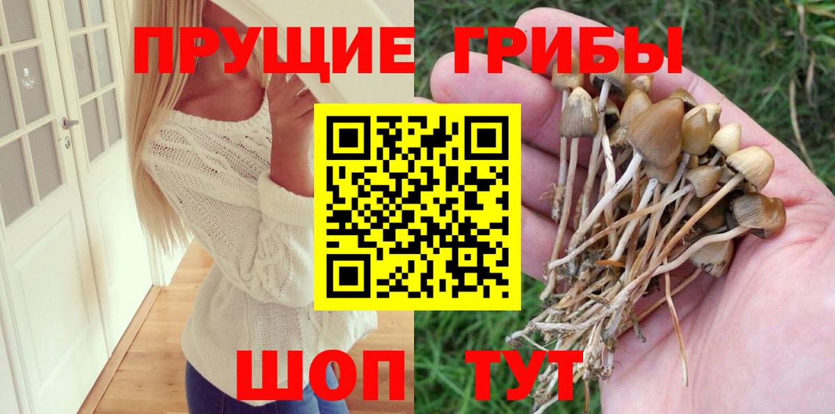 Псилоцибиновые грибы мицелий  Псилоцибиновые грибы Psilocybine cubensis  Елец 